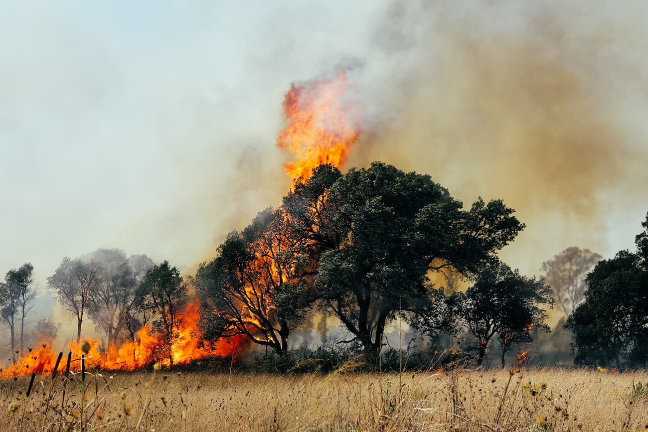 Trees burning